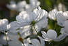 911541_Sommerblten Florabild weisser Weiblume auf grnem Stiel im Feld groer Prachtblten