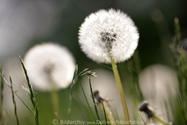 Pusteblumen Frhling-Weisskugeln verblhter Lwenzahn in Gras