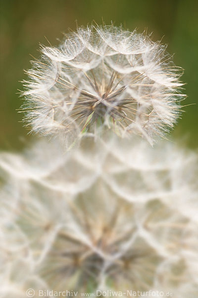 Das Innere der Pusteblume abstrakt wie Wattekugel Makrofoto verblhte Wildblumen