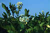 2673_Potato white flower blossom photo  Solanum tuberosum useful plant spring-bloom in green leaves