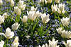 700877_ Tulipa photo, Tulpen Frhlingsbltenfeld in Frhlingssonne 