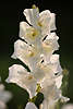 608941_ Gladiole Blte Gladiolus weisse Blte im Sonnenschein