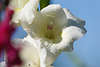 807931_ Sommerblume Gladiole Kelch am Himmel, Bltenkelch weiss Makrofoto, Gladiolus Art Ice Cap Bild