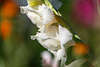 807932_ Gladiolen Sommerblumen weisse Blten Bild im Gartenausflug duftende Pflanzenwelt geniessen