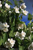 Weissblten Jasminbaum Blumen grne Bltter