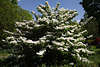 Weie Baumblte Foto im Frhjahr grner Prachtbaum bedeckt mit Weissblten im Sommergarten