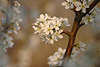 700758_ Schlehe, Schwarzdorn Prunus spinosa Frhlingsblten Foto, Blten im Frhling, Schleheblte Bild