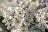 802369_ Weissdorn Frhling Makrofoto, dornige Strucher weisser Blmchenteppich duftende Blten Naturbild