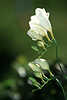 0287_Freesie Schwertlilie zarte Weißblüten im Gegenlicht Foto weiß Blumenblüte übereinander in Freesia Makrobild