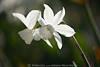 1100437_Weissnarzissen Weissblüten Bilder Frühlingsblumen Florafotos duftende Blümchen Naturblühen
