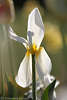 1100441_Weissblütestiel Blattabfall Foto Staubfaden Weißtulpe hängende Blütenblätter am Stengel Bild in Gegenlicht