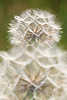 Das Innere der Pusteblume abstrakt wie Wattekugel Makrofoto verblühte Wildblumen