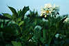 2698_Kartoffeln Weißblüte Bilder Solanum tuberosum weisse Blüten in Grünblätter Erdapfel Blütenstand auf Feld