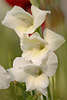608953_ Gladiole, Gladiolen Gladiolus Weissblüte Makro im Sonnenschein