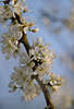 700742_Tarnina kwiatki zdjecie, cierniste krzewy, wiosna natura, Schlehe, Sloe photo