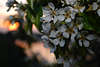 701113_Birnenblüte Fotos im Frühling, Birnenzweig Blüten Blümchen Fotografie vor Sonne in Abendlicht