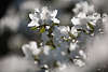 802336_ Weisser Rhododendron Fotografie blühender Blüten