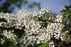 802362_Weissdorn Fotos Frühlingsblüten dorniger Strauch & Baumblüte Frühjahrs Naturbilder