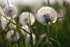802408_ Pusteblumen verblühte Kugeln im Natur Frühling Foto, Löwenzahn in Gras auf Wiese, Frühjahrsgefühle