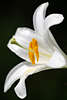 807026_ Lilie Lilium weiße Blüten, beliebte Schnittblume zum schenken als Strauß