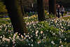 904187_Frühlingsfeld Dichternarzissen um Baumstämme Gartenfoto Narcissus poeticus  weissen Narzissenblüten