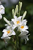 910941_Weißgrüne Gartenfarben Bild weißen Lilienblumen mit Gelbkätzchen Lilium Blütenstände in Sonnenschein