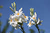 910961_ Weißlilien Blütenstände Foto Lilium Paar Blüten mit Knospen Fotografie am blauen Himmel