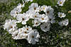 911426_Prachtblüten große Weißblumen Fotos weissen Sommerblüten mit gelber Mitte Florabilder