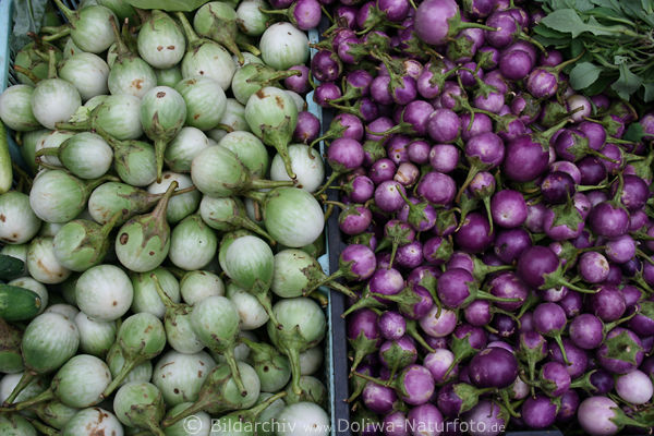 Zwerg-Auberginen lila & weiss Gemsefrchte in Foto Solanum melongena depressum