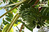 Bananenfrchte Foto reifen am Obstbaum grne unreife Bananen am Fruchtzweig