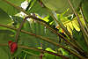 Bananenblte am Bananenbaum, Rotblte unter Bananenblttern hngen, Obstbaumblte Foto