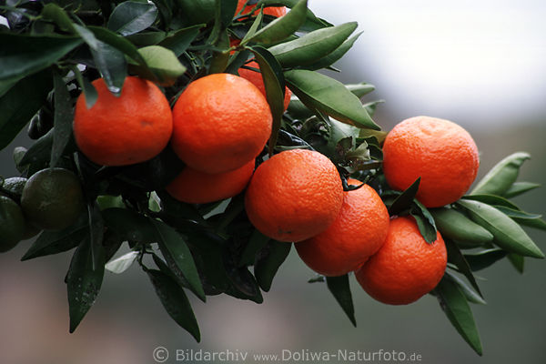 Orangenzweig Pomeranzen Zitrusfrchte
