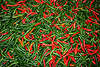 Chili - Cayennepfeffer photo Capsicum frutescens Schoten Bild