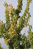 Jackbaum Foto grne Zweige mit tropisches Obst Jackfrchte reifend am Baum aus Indien