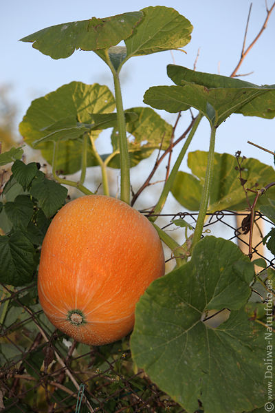Krbisfrucht Grogemse rund orange Kletterpflanze ranken am Zaun Riesenkrbisbltter