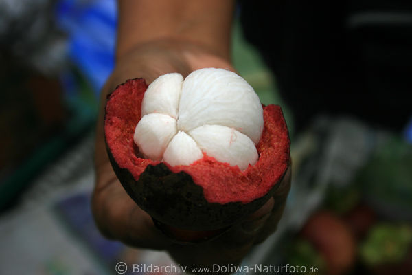 Mangostine Mangostane Garcinia mangostana Mangostin exotische Frucht