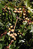 709055_ Eicheln Eichenfrchte Flle am Baum Eichenbaum Quercus Samen und Nsse in Pflanzenfotoarchiv