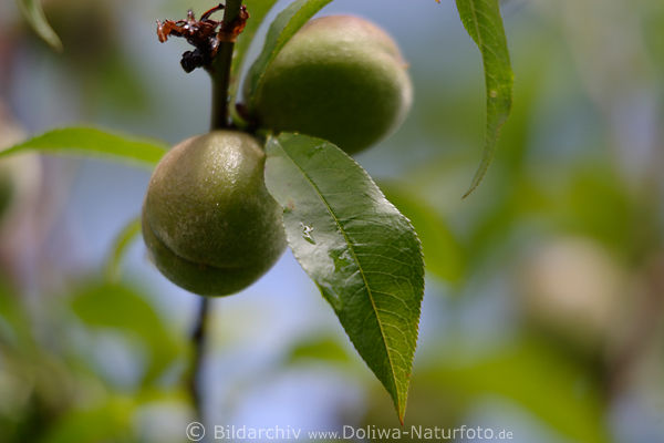 Pfirsichblatt & Pfirsich Frucht Paar am Pfirsichbaum Foto