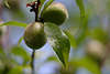 Pfirsichblatt & Pfirsich Frucht Paar am Pfirsichbaum Foto, runde Frchte am Blatt Prunus persica kleine Art