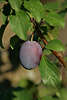 Zwetschge Pflaume Bild in Blttern Obstbaum Frucht Foodfoto am Obstzweig