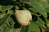 Birnenquitte Quitte Foto in Bltter am Baum Cydonia vulgaris delarbre, Cydonia oblonga