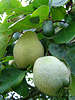Birnenquitten Quitte Paar Foto, Cydonia vulgaris delarbre, Cydonia oblonga Frucht am Obstbaum