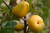 608983_ Quitte Cydonia oblonga Apfelquitte Frucht, Pigwa