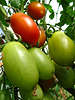 Tomaten Foto, Langtomaten grne, rote lange, dicke Tomatenart Nahbild