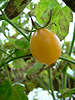 Gelbe Tomatenfrucht Foto, Tomate Gemse Bild am Baum