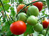 Tomaten Frchte am Strauch im Biogarten reifend, reife und unreife Strauchtomaten