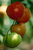 Tomaten am Strauch rot-grne Biofrchte Grossfoto 3834 reifende Strauchtomaten