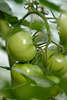 706745_ Grntomaten Strauch koanbau, Tomato green vegetables fruit ripening food-photo