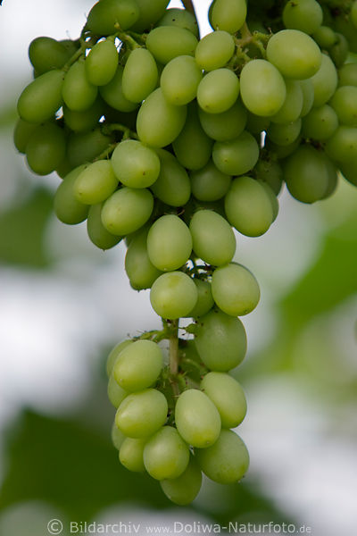 Weintrauben Weinrebe grne Trauben Vitis vinifera Herbstsorte