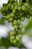 Weintrauben Foto Weinrebe Vitis vinifera grne Trauben Rebe Herbstsorte